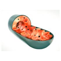 istock-538669066.jpg