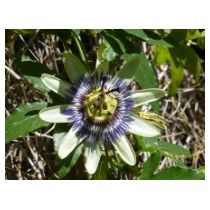 passionsblume.jpg