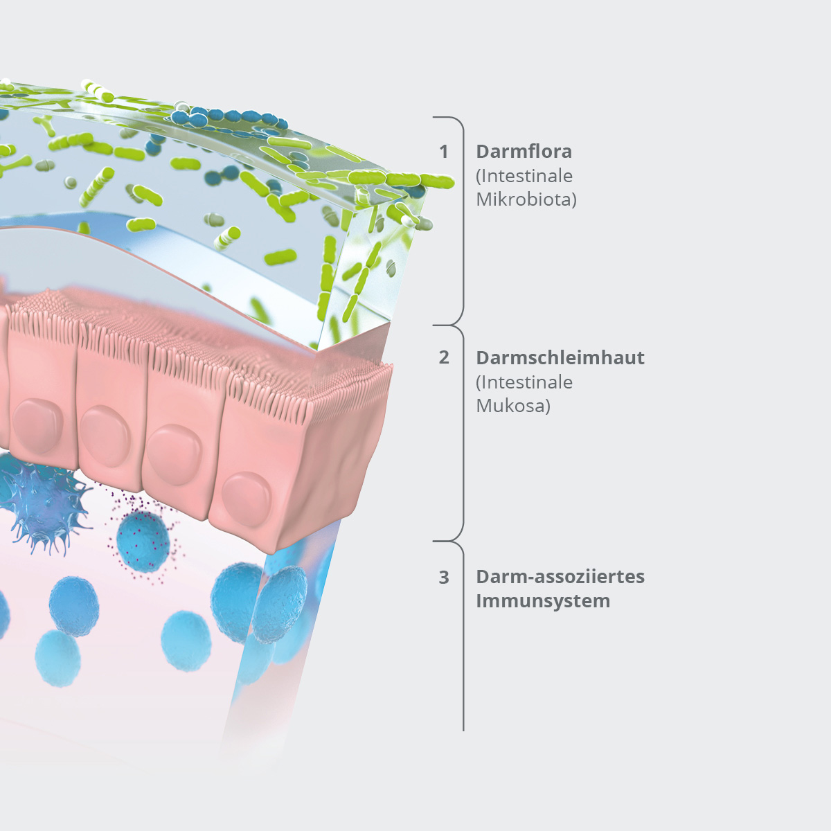 Darmdiagnostik - verschiedene Ebenen - Darmflora - Darmschleimhaut - Darmimmunsystem